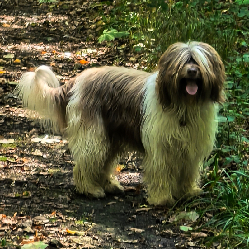 Bobi-Qju Pon vom Brockenblick