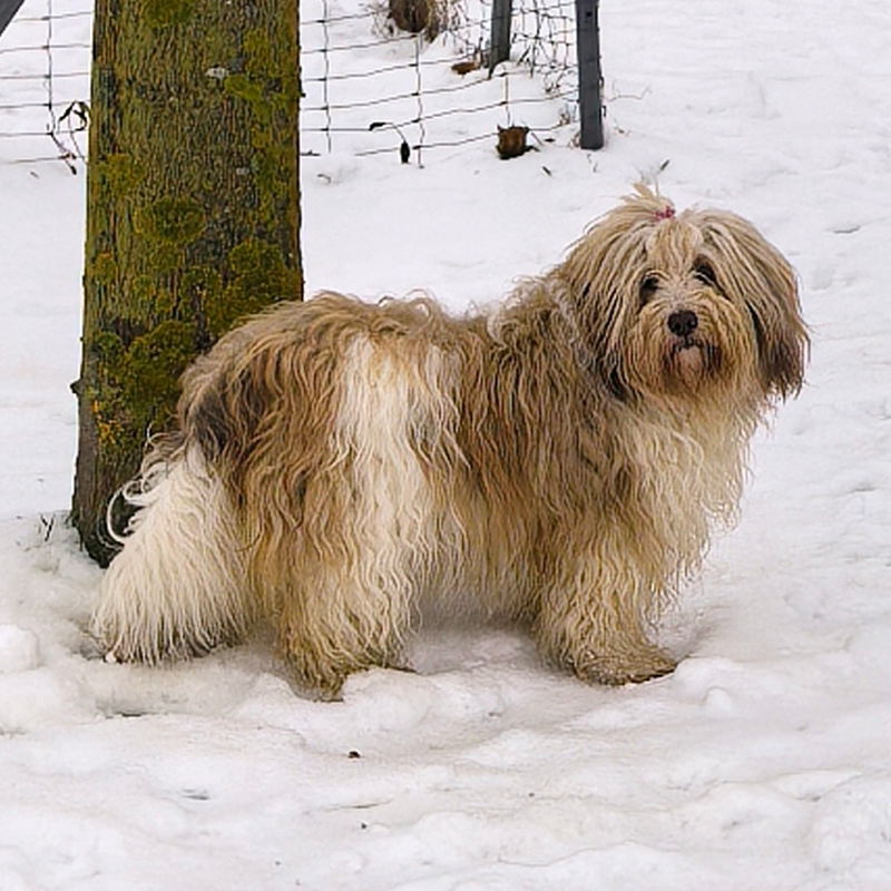 Dunja vom Schildower Fließ